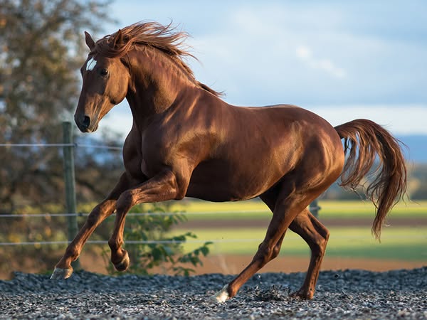 Portuguese Traditions: Horses