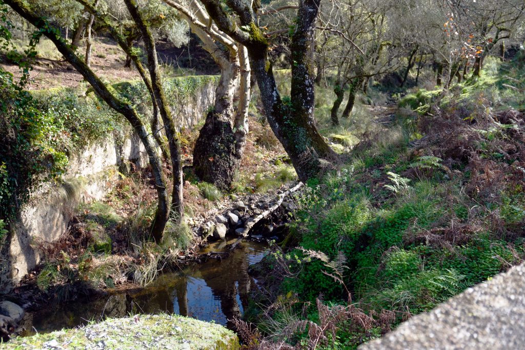 Tapada de Mafra: A Historical and Natural Retreat