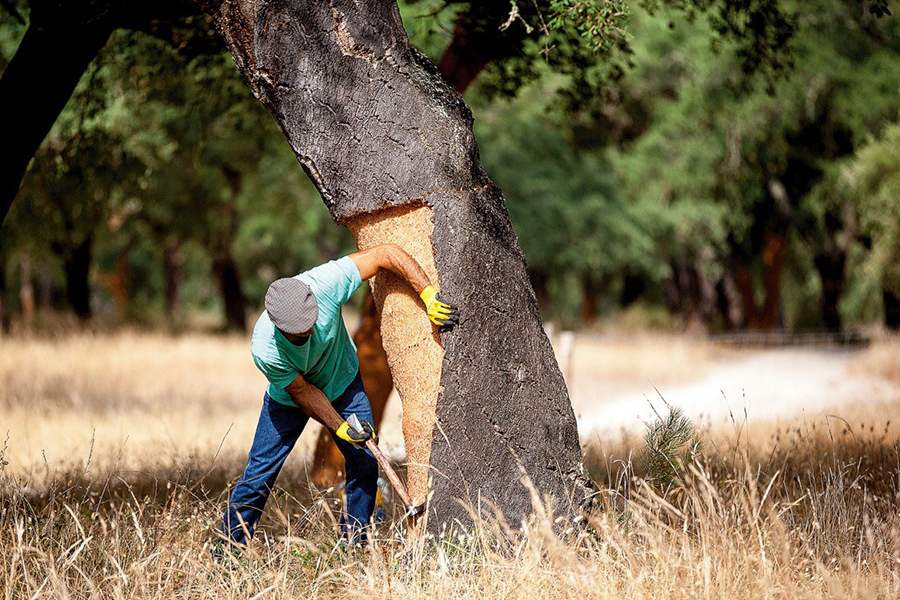 Portugal’s Green Gold: The Art of Cork Harvesting